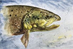 Old-Brown-Trout