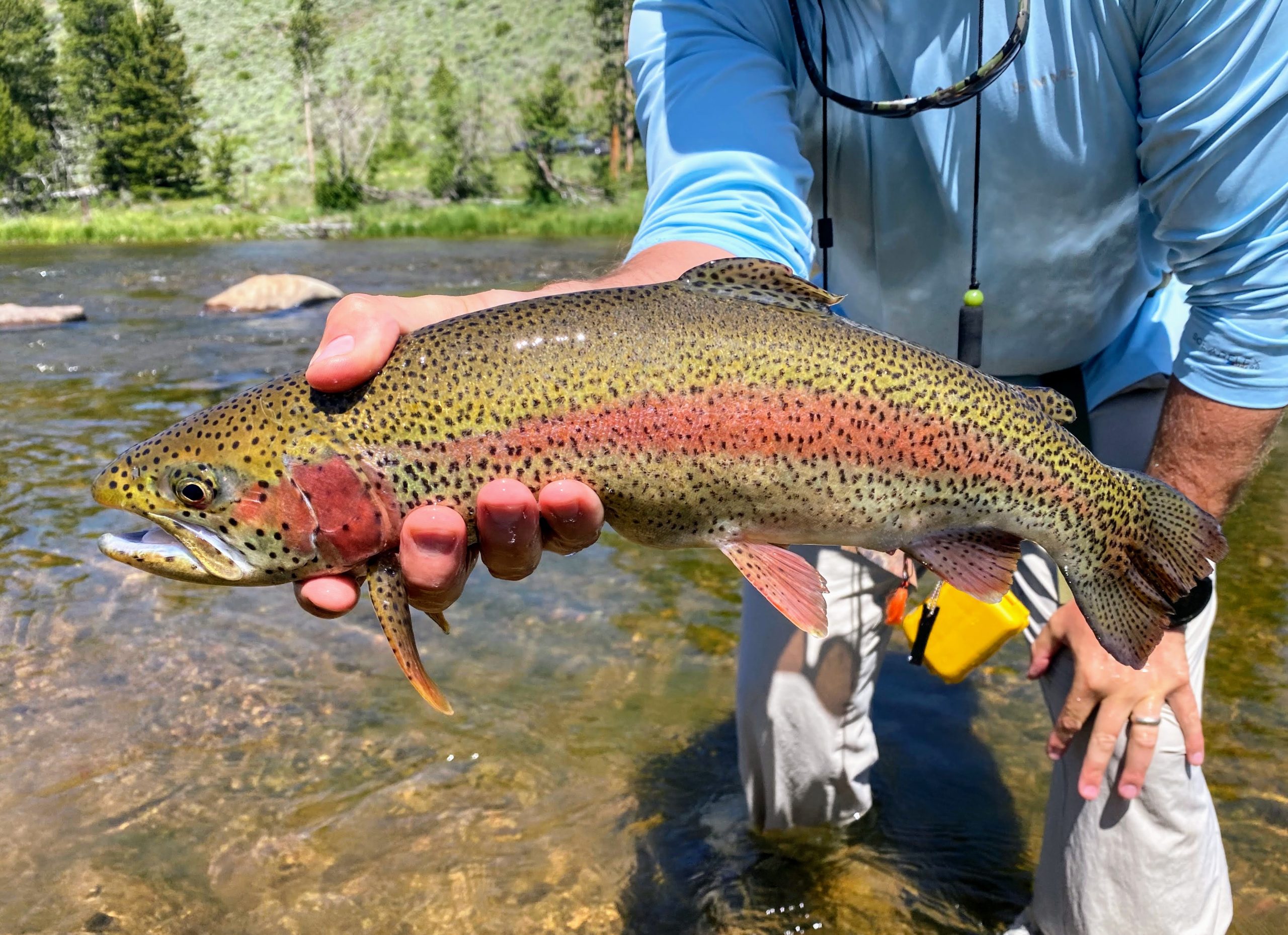 Fighting Fish and Other Ways to Not Spook Trout. - WADEOUTTHERE