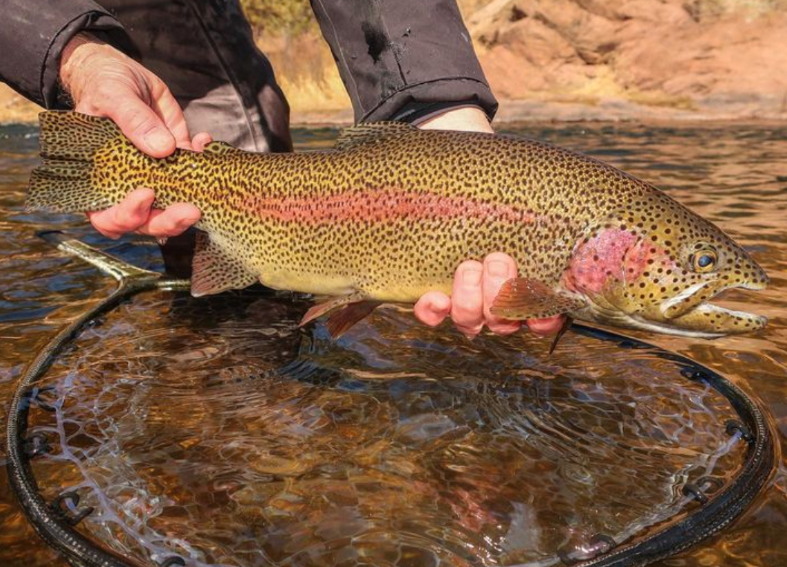Podcast Ep. 125: Fly Selection, Family, and the South Platte River